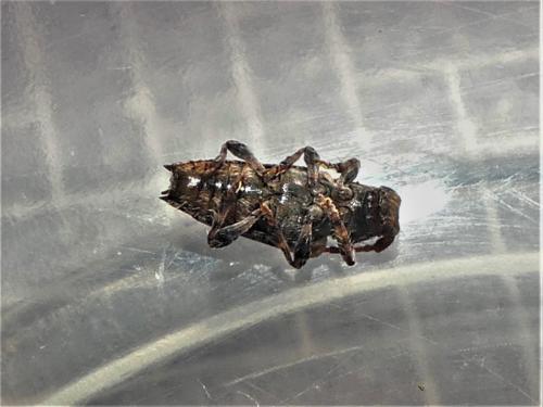 Réf. 312 358 : Pogonocherus hispidus